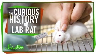 The Curious History of the Lab Rat