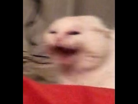Mario raps to the funny mario says the n word mario is rapping 4K ULTRA FRAMES 60FPS 1080P ULTRA :))