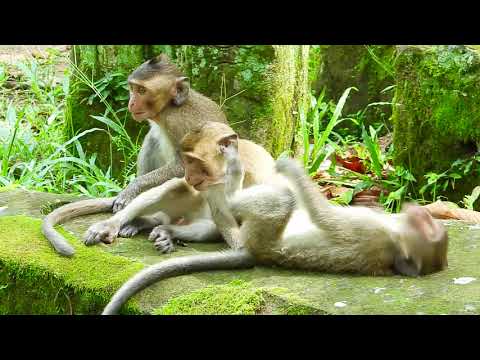 Baby Duke and David like to act funny action in their daily life|BMF
