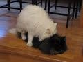Thumbnail 1 for Gatos Apareandose Thumbnail 1 for Gatos Apareandose