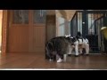 いろいろな問題とねこ。-Many questions and Maru.-