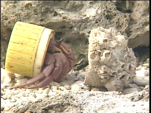 我們的島 第226集 塑膠寄居蟹 (2003-10-13) - YouTube pic