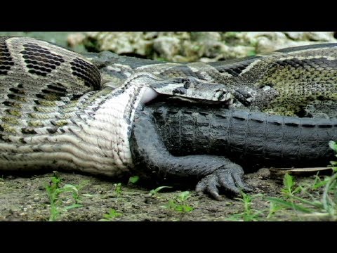 Python eats Alligator