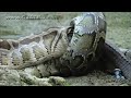 Python eats Alligator 02, Time Lapse Speed x6