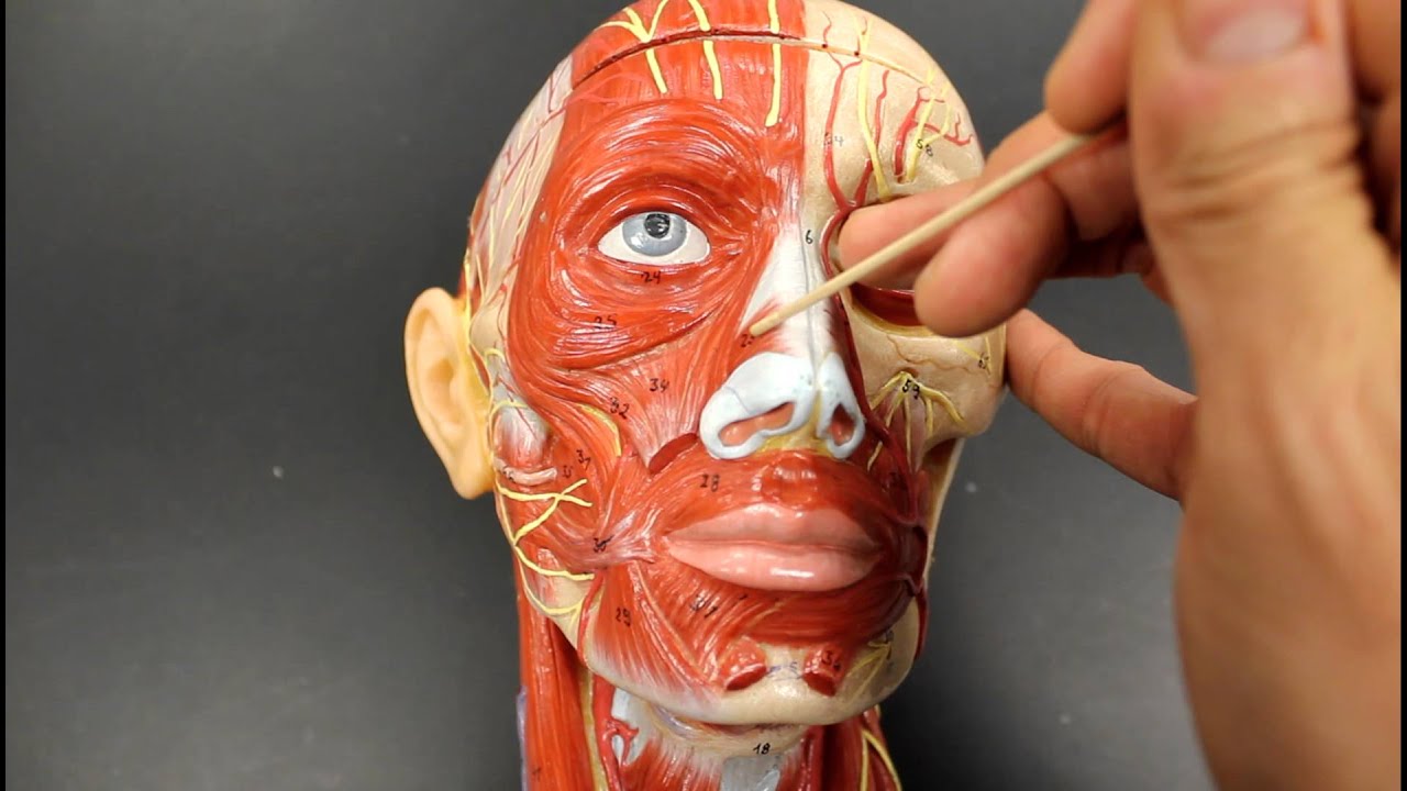 MUSCULAR SYSTEM ANATOMY:Muscles of facial expression model description