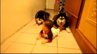 Cute Husky Dogs Crawling  HQ