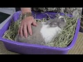 The Types of Plants & Flowers That Are Harmful to Rabbits : Rabbit Care