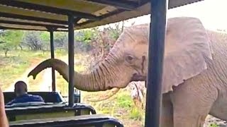 Wild Elephant Checks-Out & Smells People Inside an Open Vehicle - Latest Wildlife Sightings