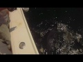Sharking South of Martha's Vineyard