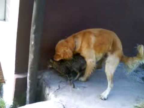 Cat and dog having sex - YouTube