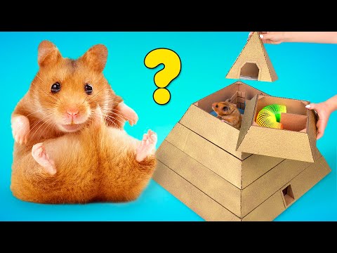 Hamster Tries To Pass 6-Level Pyramid Maze From Cardboard