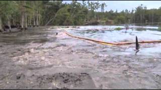 Raw: Louisiana Sinkhole Swallows Giant Trees