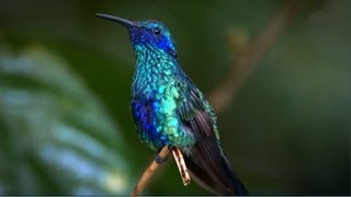 Kolibri Virtuose Flugkunste Youtube