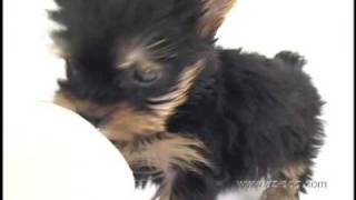 かわいい犬 黒茶ヨークシャーテリア編 Youtube