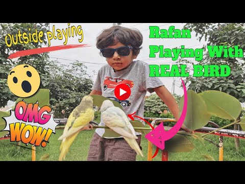 ✪Birds Playing With Rafan(Part 1 )✪Birds budgie playing ✪Baby Playing with birds✪