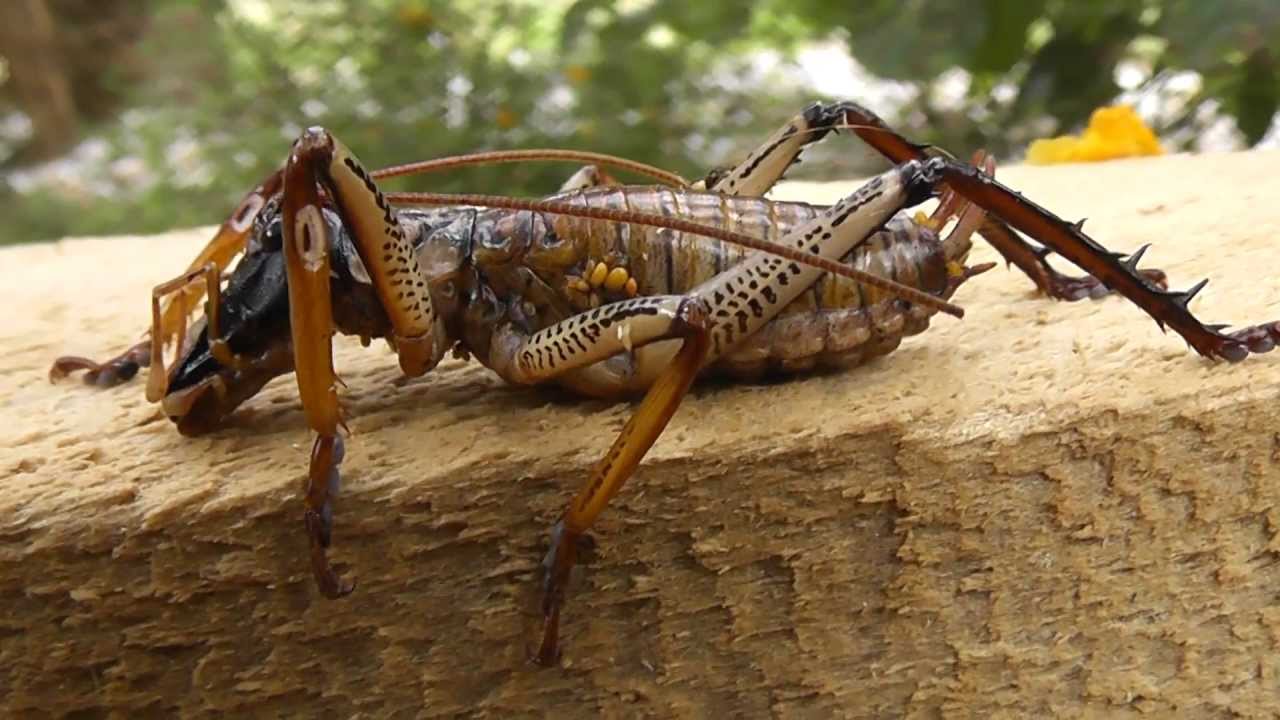 Weta (Male) Large New Zealand Cricket Up close and Personal - YouTube