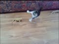 【大笑】物凄い勢いでビックリする猫ちゃん、他(猫 おもしろ動画) Goofy cats 【大笑】物凄い勢いでビックリする猫ちゃん、他(猫 おもしろ動画) Goofy cats