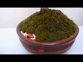 Aclarando 13 plantas para la suerte
