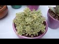 Aclarando 13 plantas para la suerte