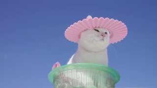 シャンプーハット Shampoo hat cat