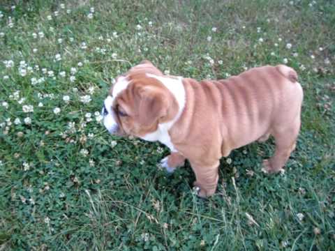 English, Bulldog, Puppies, For, Sale, In, Green Bay ...