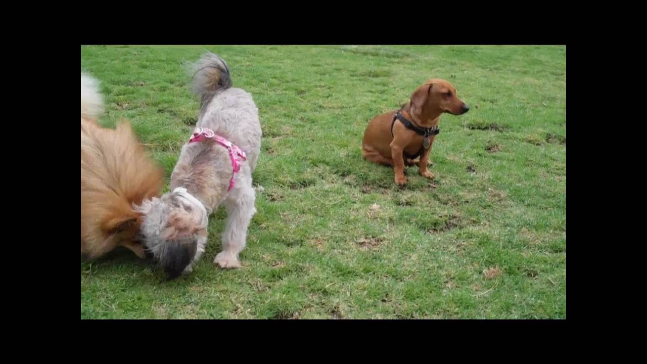 Dachshund playing YouTube