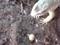 Repas Varan exanthematicus (Oeufs de cailles)