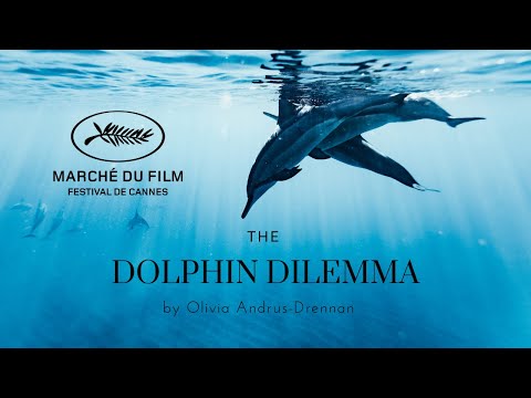The Dolphin Dilemma'