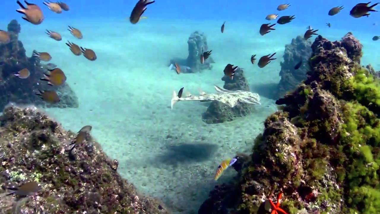 Canary Island, Lanzarote, Diving YouTube