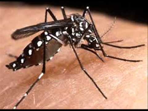 Mumbai sees rise in dengue cases in October - WorldNews