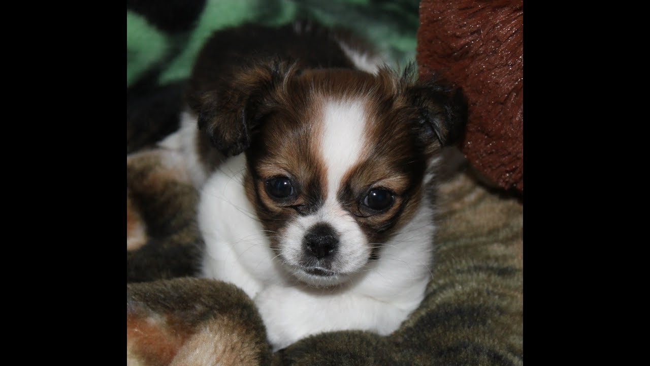 Chihuahua+Shih+Tzu+Mix ShiChi~Chihuahua/Shih Tzu mix breed~Cutest puppy ever ! - YouTube