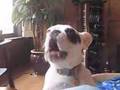 What is he saying? What is he saying?