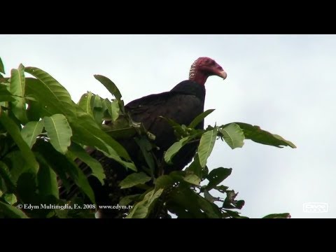 peruanas muy putas cabeza roja peruanas muy putas cabeza roja
