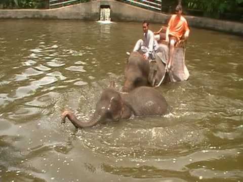 baby making animal noises on Baby elephant splashing aroun and making lots of noise - YouTube