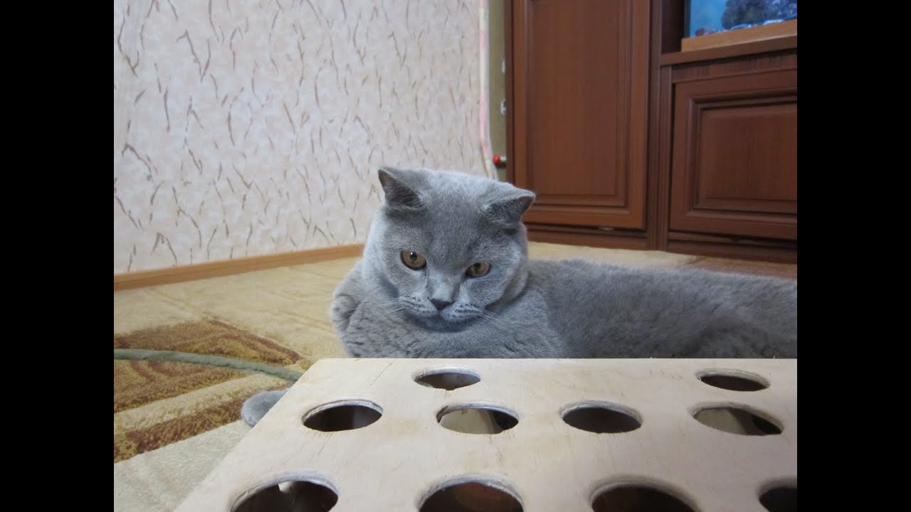 Как сделать своими руками игрушку для котят дома фото 105