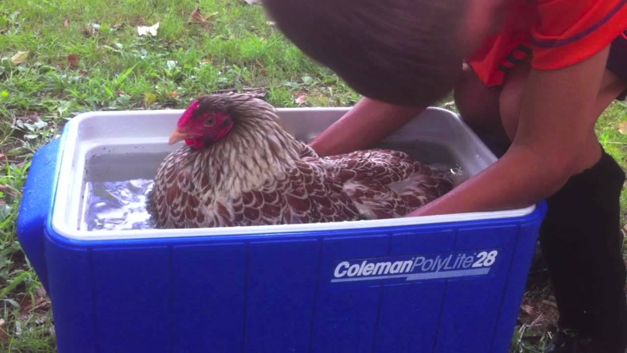 How To Get A Chicken To Stop Being Broody at Richard Keck blog