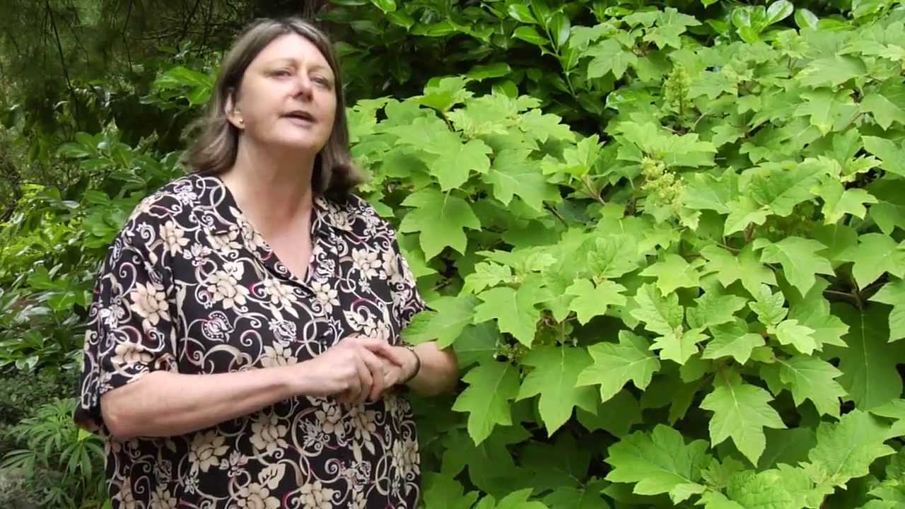 How to Prune OakLeaf Hydrangea Instructional Video w