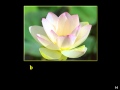 (2/12) Tụng Kinh Phổ Môn-Chú Đại Bi-(Âm)-Thầy Thích Trí Thoát tụng