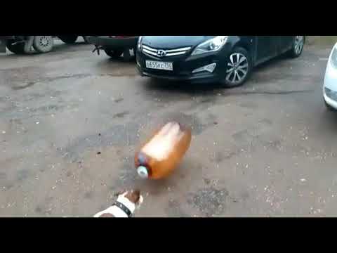 Throwing beer at a dog(FUNNY)