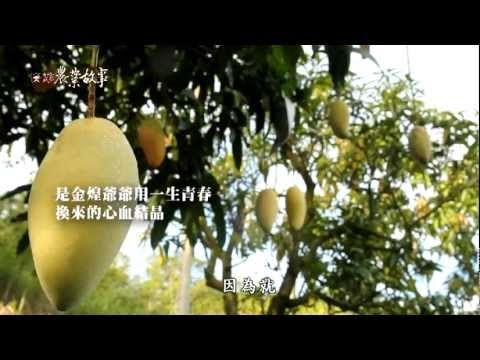 高雄農業故事館-金煌芒果(影片長度:15分9秒) 高雄農業故事館-金煌芒果(影片長度:15分9秒)