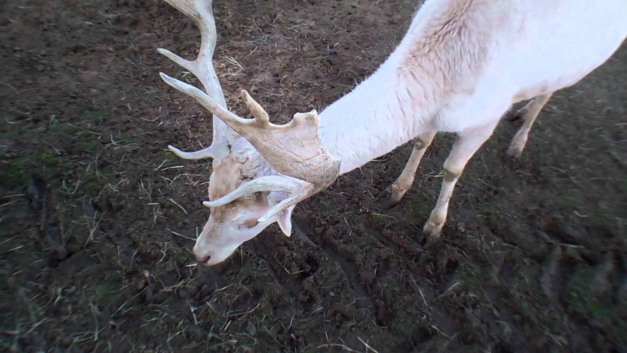 white deer personals White deer texas obituaries, or death notices, are actually a type of classified ad placed in a newspaper and are not generally reported news much like wedding announcements, for sale ads, and personals, white deer tx obituaries are taken out by interested parties wishing to give a public notice. white deer personals White deer texas obituaries, or death notices, are actually a type of classified ad placed in a newspaper and are not generally reported news much like wedding announcements, for sale ads, and personals, white deer tx obituaries are taken out by interested parties wishing to give a public notice.