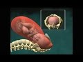 Vaginal Childbirth (Birth) 3D Video Animation