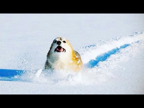 Dogs & Cats IN SNOW! (Cute & Funny Pets Compilation!)