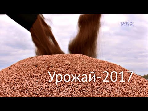 Урожай – 2017. Выращено в Искитимском районе Урожай – 2017. Выращено в Искитимском районе