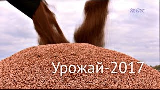 Урожай – 2017. Выращено в Искитимском районе