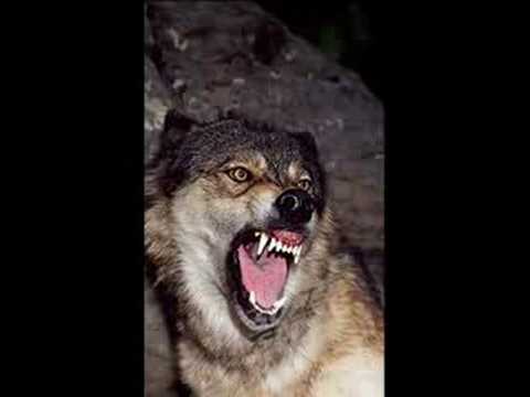 Wolf Sounds 2 *Growling* - YouTube