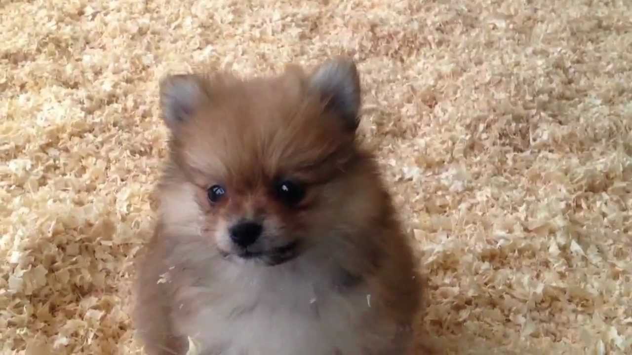 cheap yorkie puppies for sale in michigan 200 pomeranian puppies for sale breeds picture cheap yorkie puppies for sale in michigan 200 pomeranian puppies for sale breeds picture