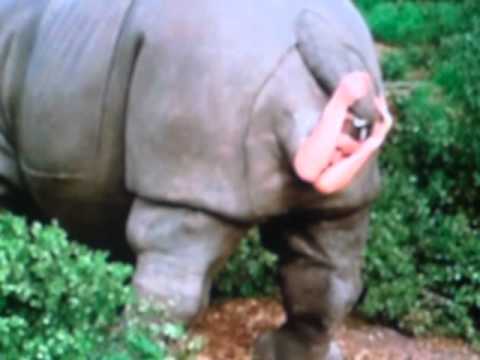 Ace ventura rino giving birth - YouTube