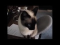 CATS SCREAM YAWNS