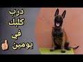 dressage chiot en 2 jour seulement     ??? ???? ?? ????? ???
